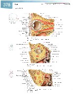Sobotta Atlas of Human Anatomy  Head,Neck,Upper Limb Volume1 2006, page 385